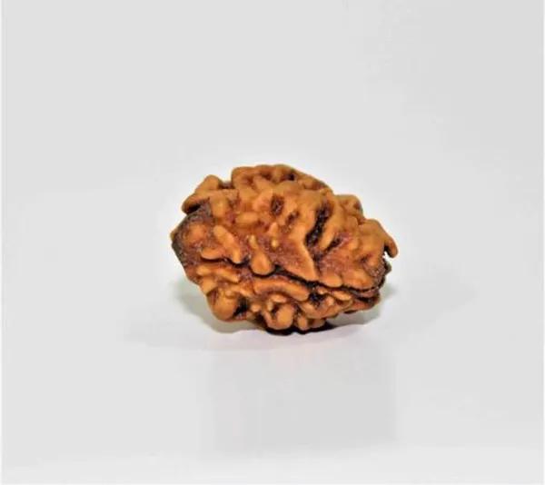 2_Mukhi_Rudraksha_Himalayan