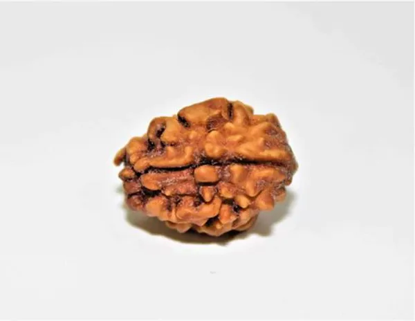 2_Mukhi_Rudraksha_Himalayan