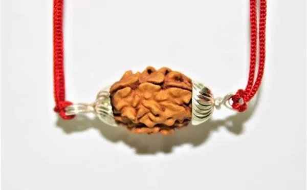 2_Mukhi_Rudraksha_Himalayan