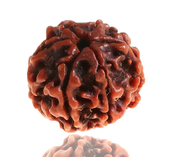 6_Mukhi_Nepal_Rudraksha