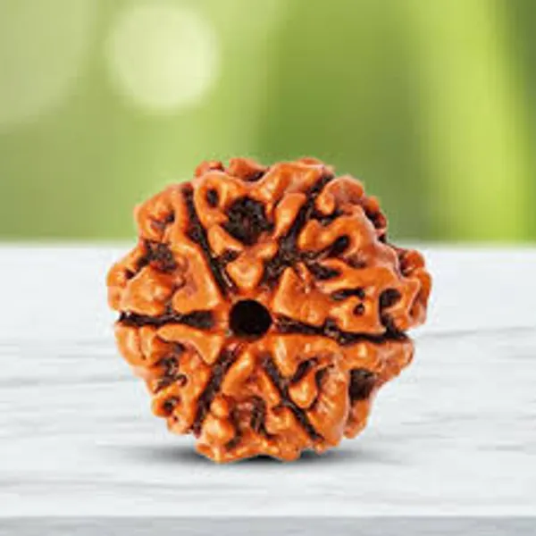 6_Mukhi_Nepal_Rudraksha