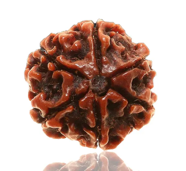 6_Mukhi_Nepal_Rudraksha