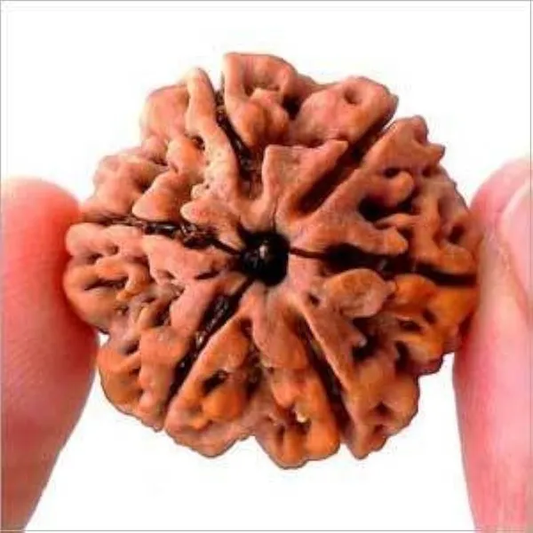 6_Mukhi_Nepal_Rudraksha