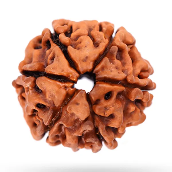 6_Mukhi_Nepal_Rudraksha