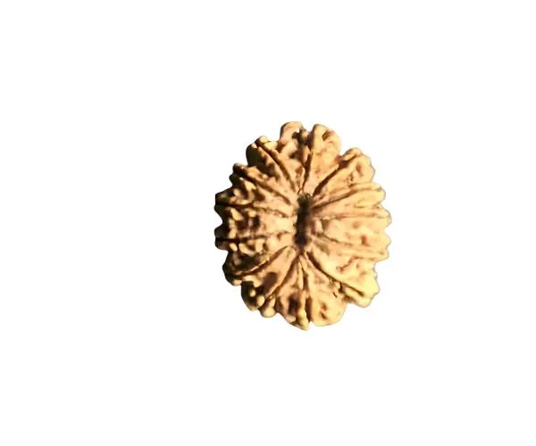 13_Mukhi_Nepal_Rudraksha