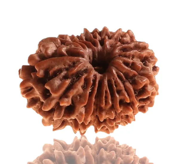 13_Mukhi_Nepal_Rudraksha