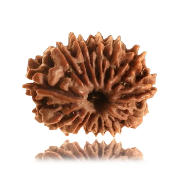 13_Mukhi_Nepal_Rudraksha