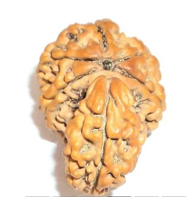 01_Mukhi_Savar_Rudraksha