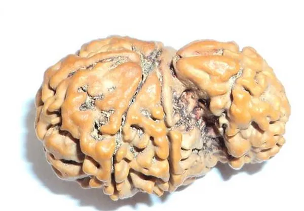 01_Mukhi_Savar_Rudraksha