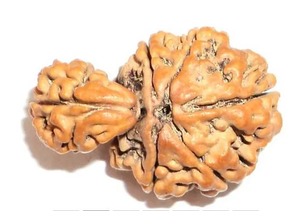 01_Mukhi_Savar_Rudraksha