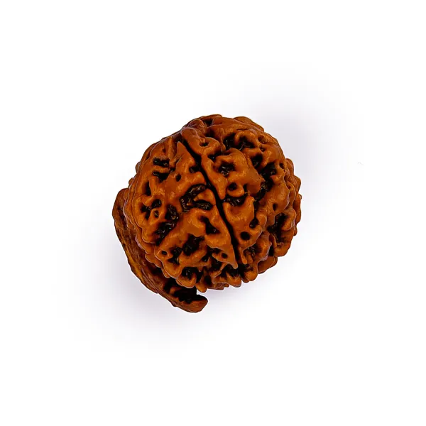 Ganesh_Rudraksha_Nepal