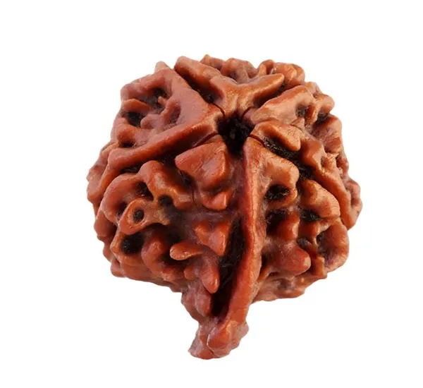 Ganesh_Rudraksha_Nepal