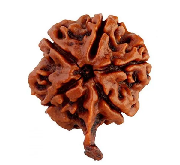 Ganesh_Rudraksha_Nepal