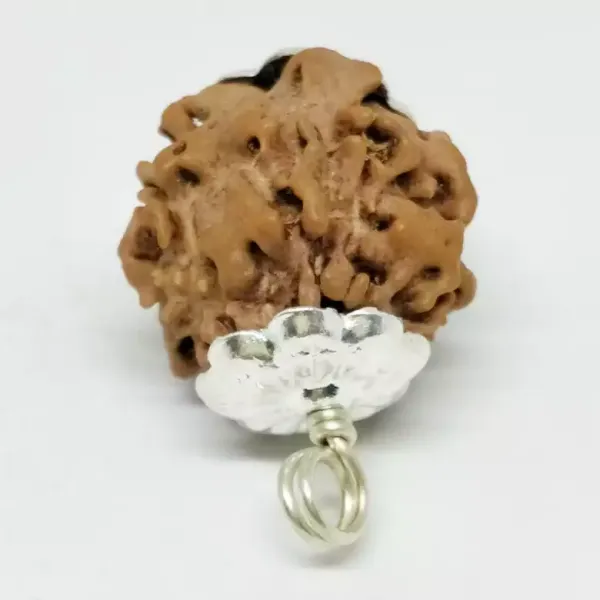 Nirakar_Rudraksha_Nepal