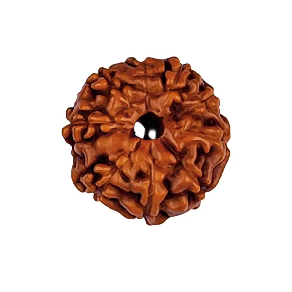 10_Mukhi_Java_Indonesia_Rudraksha