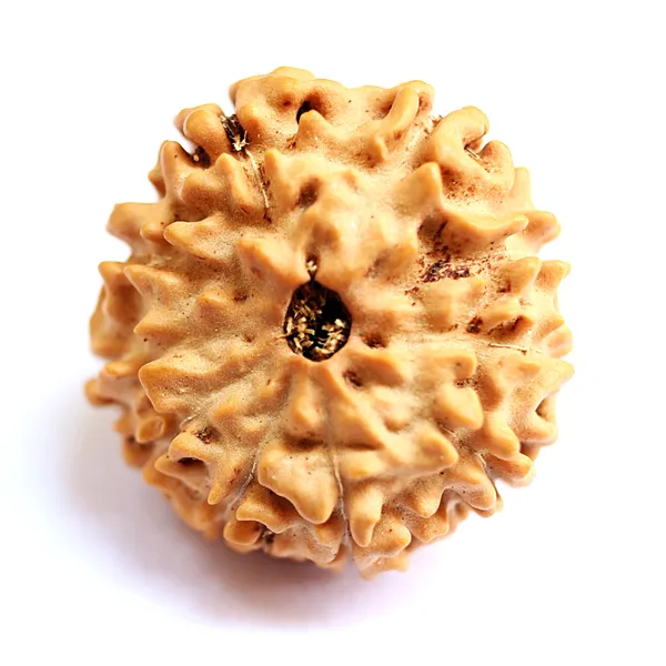 10_Mukhi_Java_Indonesia_Rudraksha