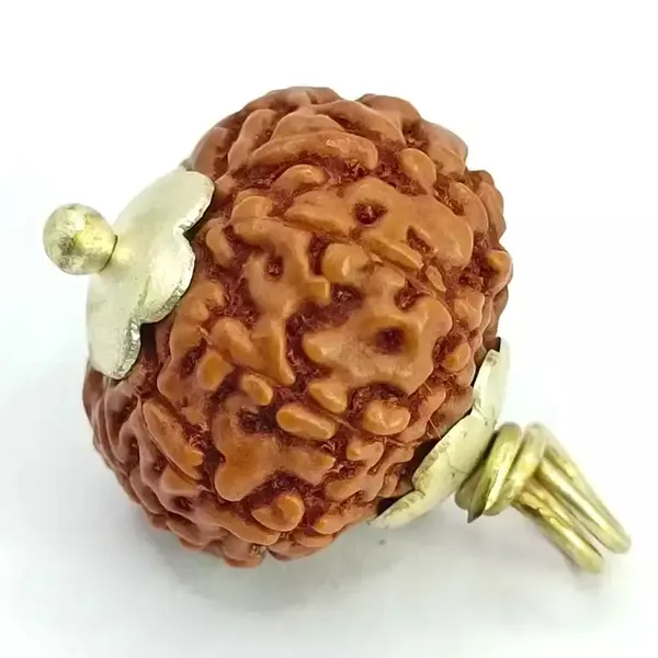 10_Mukhi_Java_Indonesia_Rudraksha