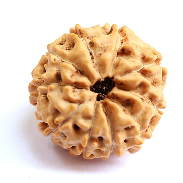 10_Mukhi_Java_Indonesia_Rudraksha