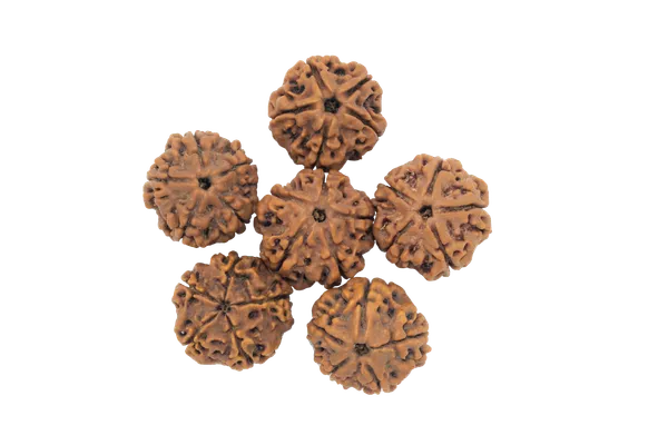 Rudraksha_Water_Beads