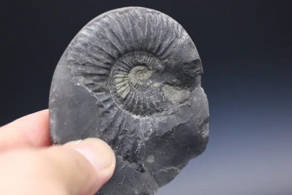 Stone_Laxmi_Narayan_Shaligram