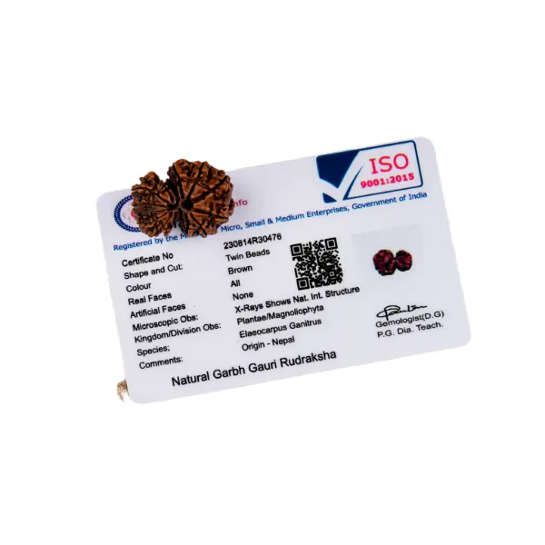 Garbh_Gauri_Rudraksha_Nepal