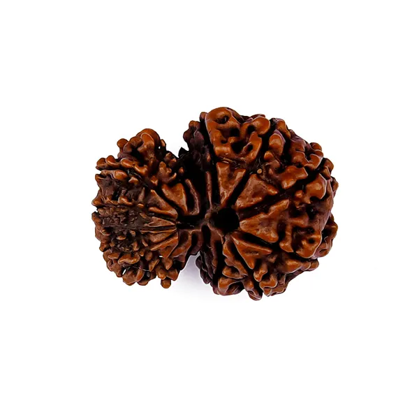 Garbh_Gauri_Rudraksha_Nepal