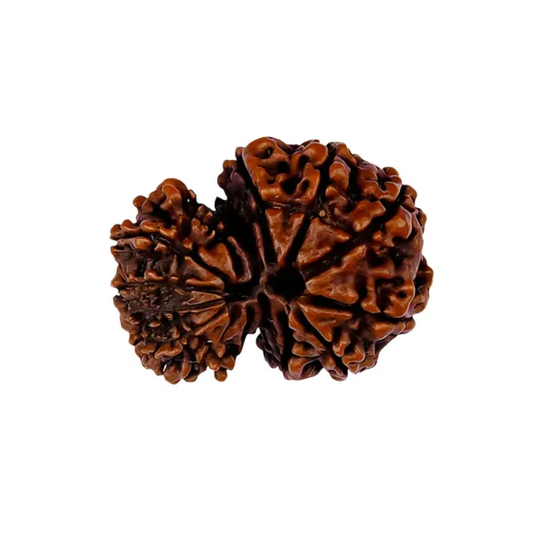 Garbh_Gauri_Rudraksha_Nepal