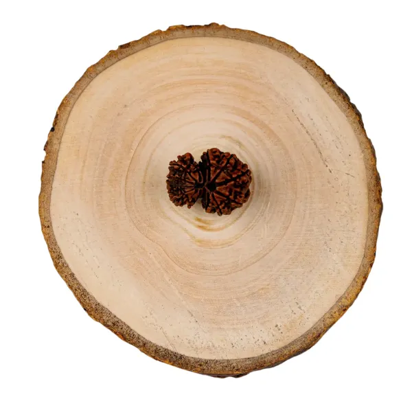 Garbh_Gauri_Rudraksha_Nepal