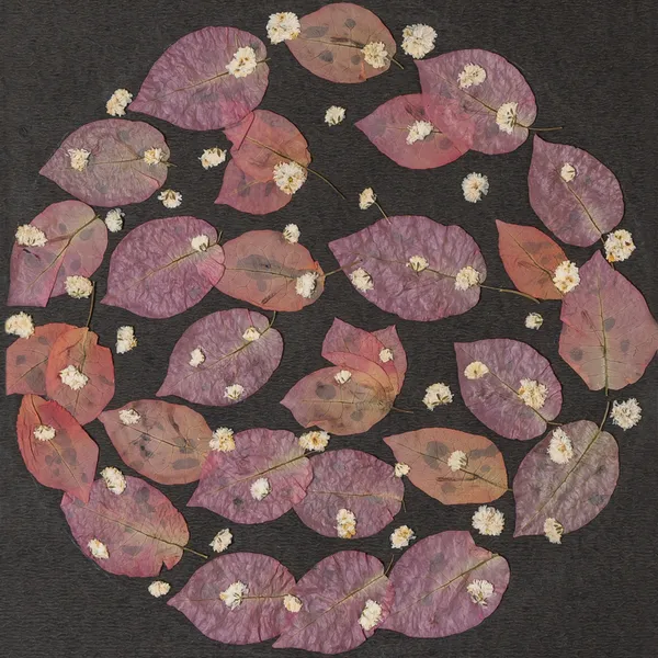 Bougainvillea_Pressed_Flower_Frame_|_Handmade_Botanical_Wall_Art_For_Gifting_And_Decor_|_Multicolor_|_11_X_15_Inch