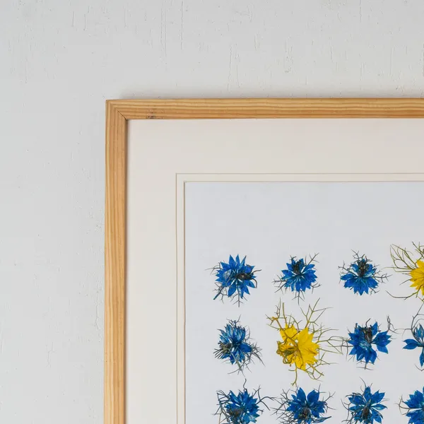 Nigella_Pressed_Flower_Frame_|_Unique_Botanical_Wall_Art_For_Home_And_Gifts_|_Multicolor_|_11_X_15_Inch