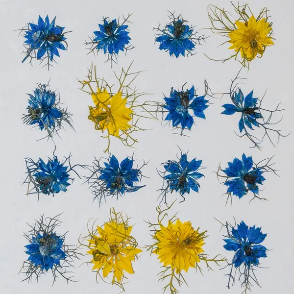 Nigella_Pressed_Flower_Frame_|_Unique_Botanical_Wall_Art_For_Home_And_Gifts_|_Multicolor_|_11_X_15_Inch