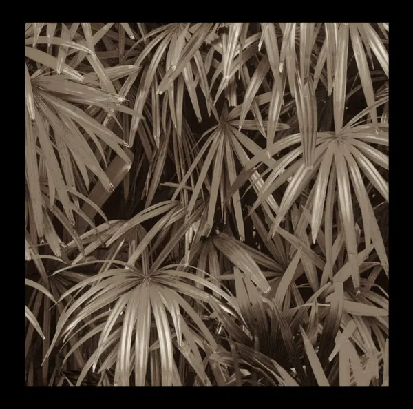 Lush_Tropical_Fan_Palm_Wallpaper_In_Antique_Bronze
__For_A_Sophisticated_Biophilic_Bedroom