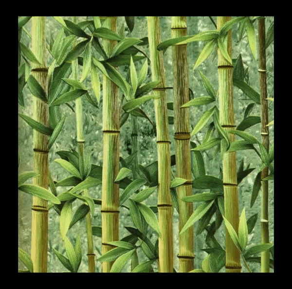 Veridian_Forest_Bamboo_Wallpaper_In_Deep_Moss