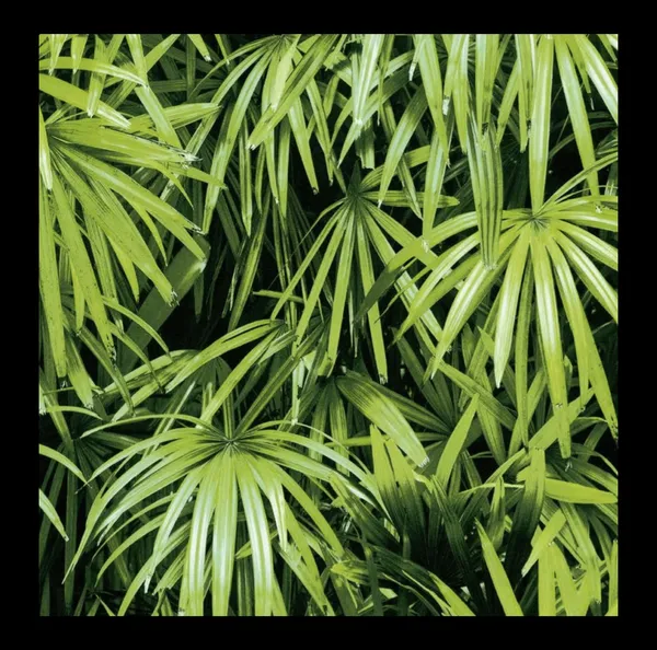 Lush_Tropical_Fan_Palm_Wallpaper_In_Vibrant_Green_For_A_Breathtaking_Biophilic_Bedroom