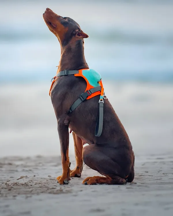 Multicolor_2_In_1_Dog_Harness_Leash_No_Pull_Long_Lasting_Build