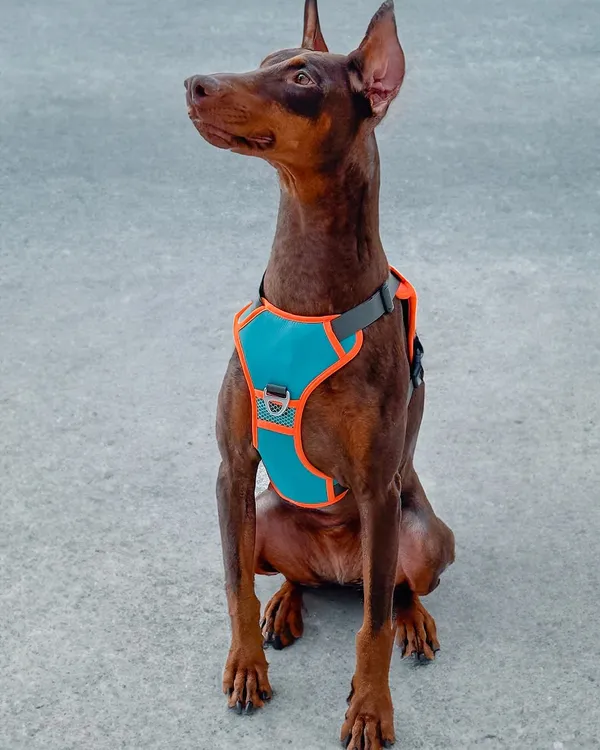 Multicolor_2_In_1_Dog_Harness_Leash_No_Pull_Long_Lasting_Build