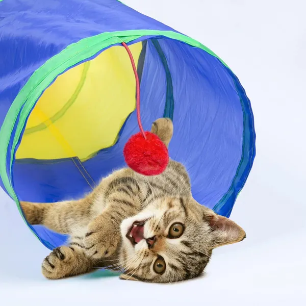Multicolor_2_Way_Cat_Tunnel