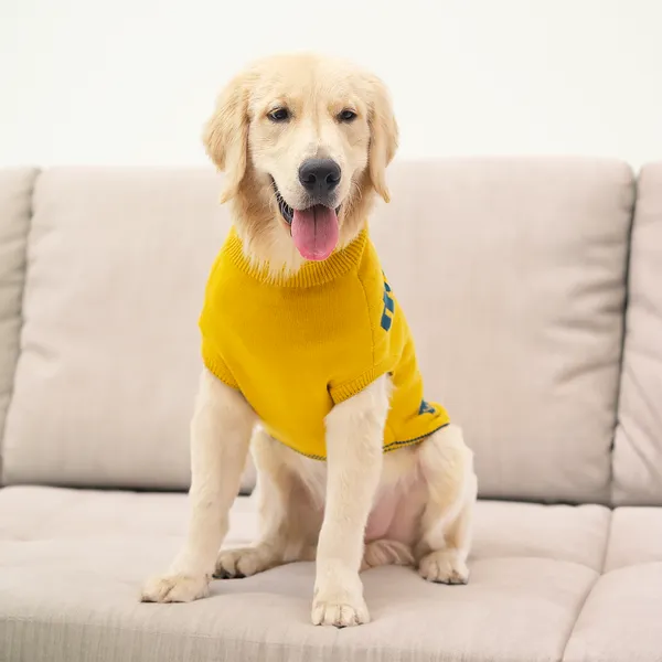 Bright_Yellow_With_Fun_Prints_Bright_Cheerful_Printed_Dog_Sweater