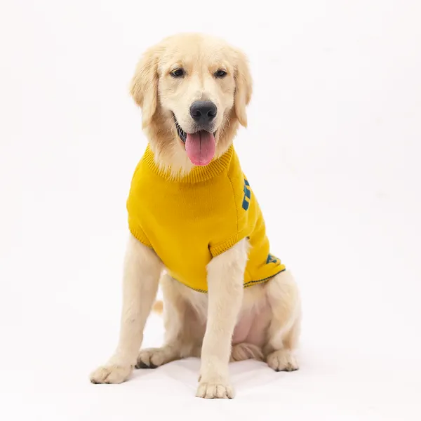 Bright_Yellow_With_Fun_Prints_Bright_Cheerful_Printed_Dog_Sweater