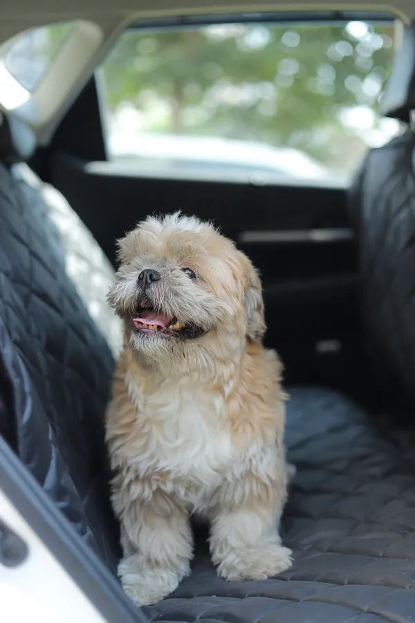 Black_Car_Seat_Covers_For_Dogs_Protects_Against_Muddy_Paws