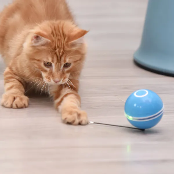 Multicolor_Cat_Electric_Roller_Ball_With_Led_Lighting_Usb_Charger