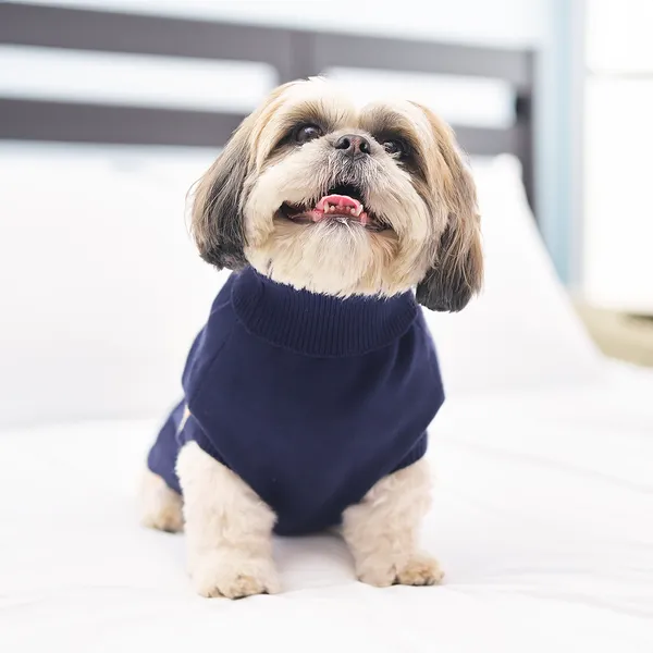 Blue_Stripes_Cozy_Stylish_Blue_Dog_Sweater_With_Multi_Color_Stripes