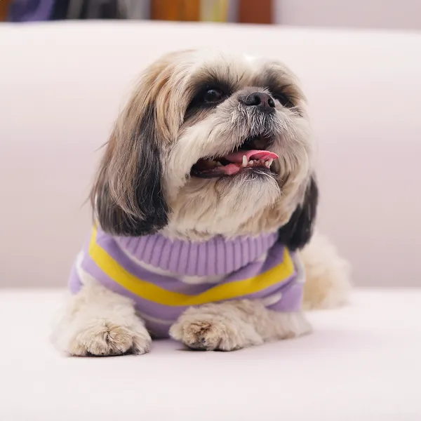 Elegant_Purple_Stripes_Cozy_Stylish_Dog_Sweater