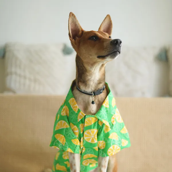Green_Cool_Beach_Print_Summer_Pet_Shirt