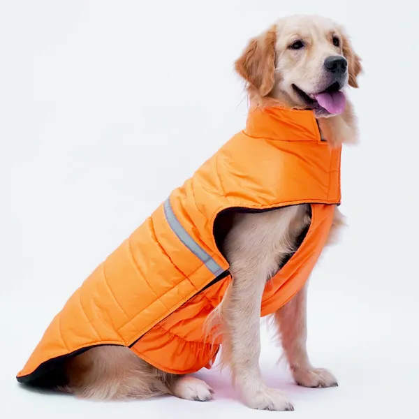 Neon_Blue_Jacket_For_Dogs
