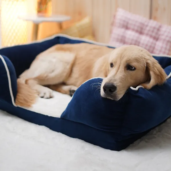 Blue_Ortho_Lounger_Bed