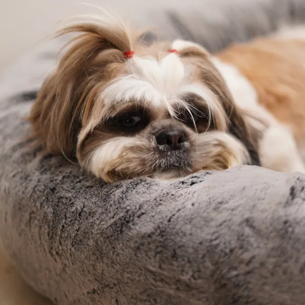 Brown_Supersoft_Donut_Bed