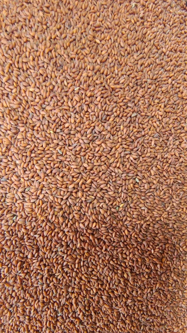 Halim_Seeds-_Aliv_Seeds_|_Haleem_Seeds_|_Halim_Seeds_|_Garden_Cress_Seeds_200-g_Garden_Cress_Seeds