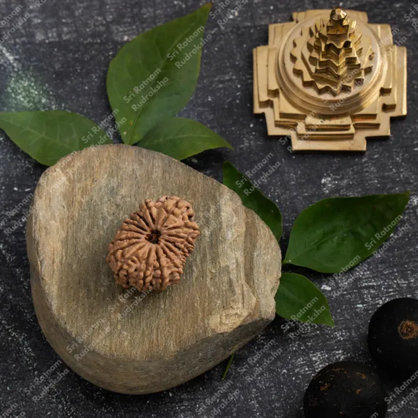 15_Mukhi_Rudraksh_-_Nepal