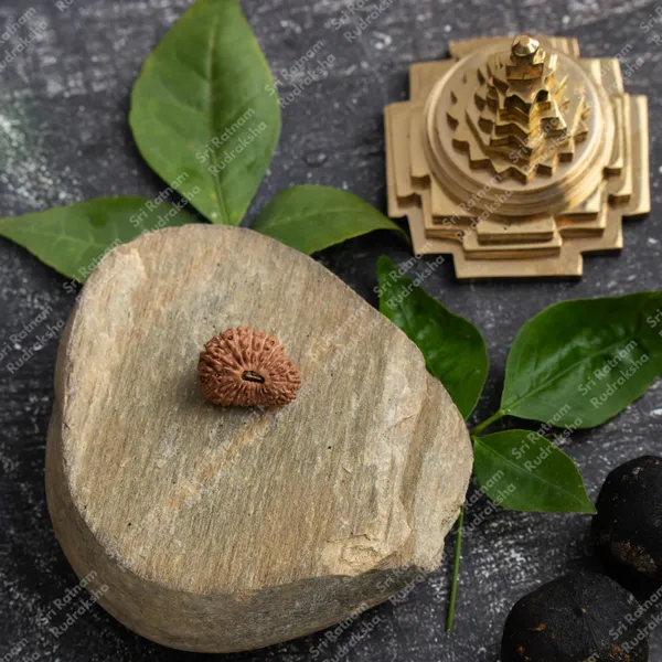 21_Mukhi_Rudraksh_-_Indonesia
